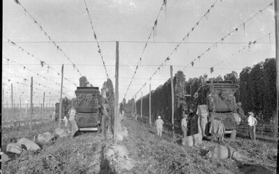 WWII Era Hop Harvest in the Yakima Valley